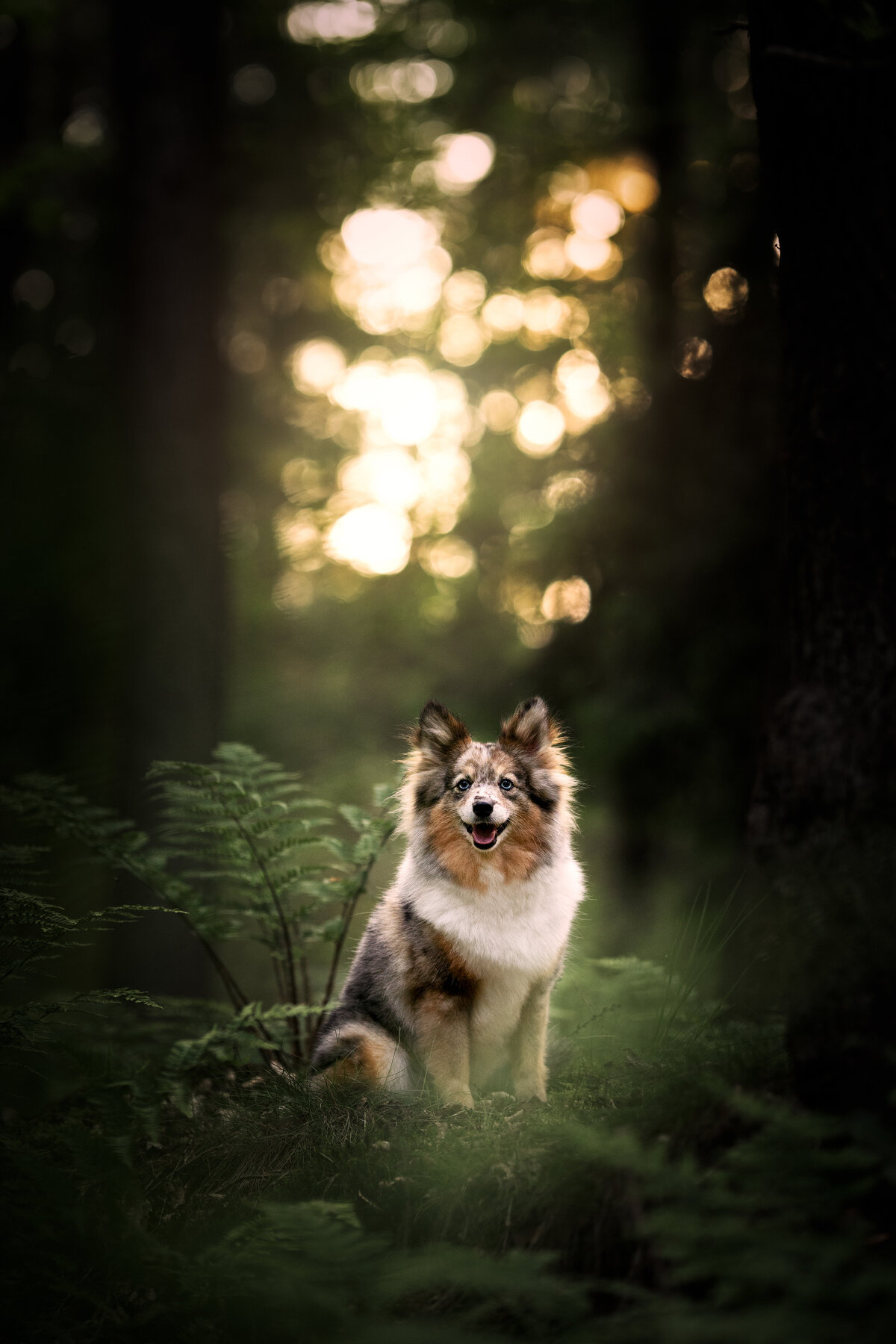 Dierenfotograaf