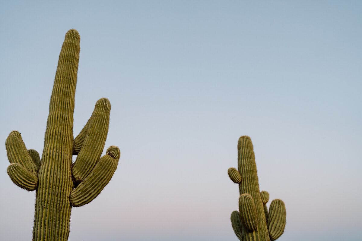 two saguaro cacti