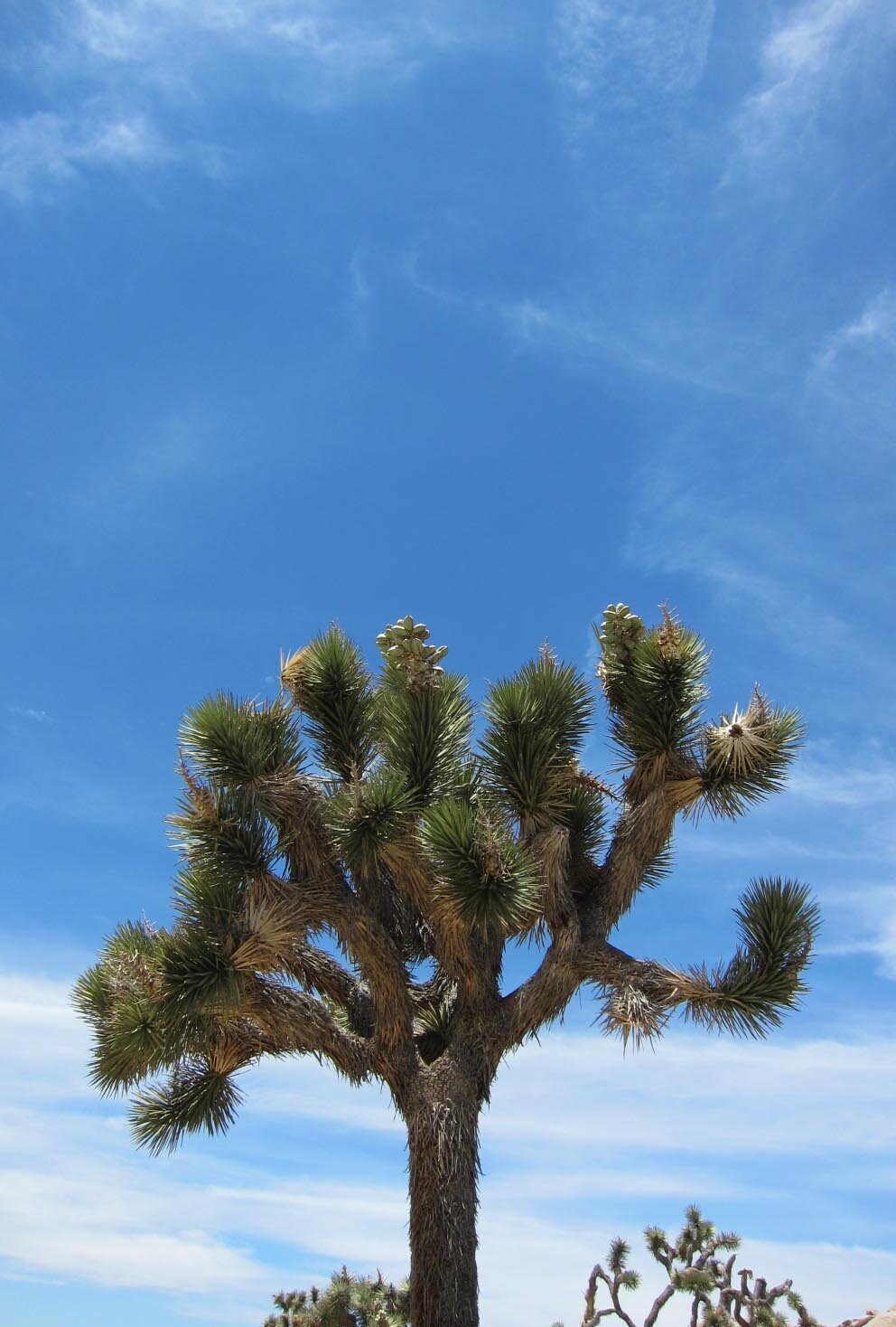 joshua tree