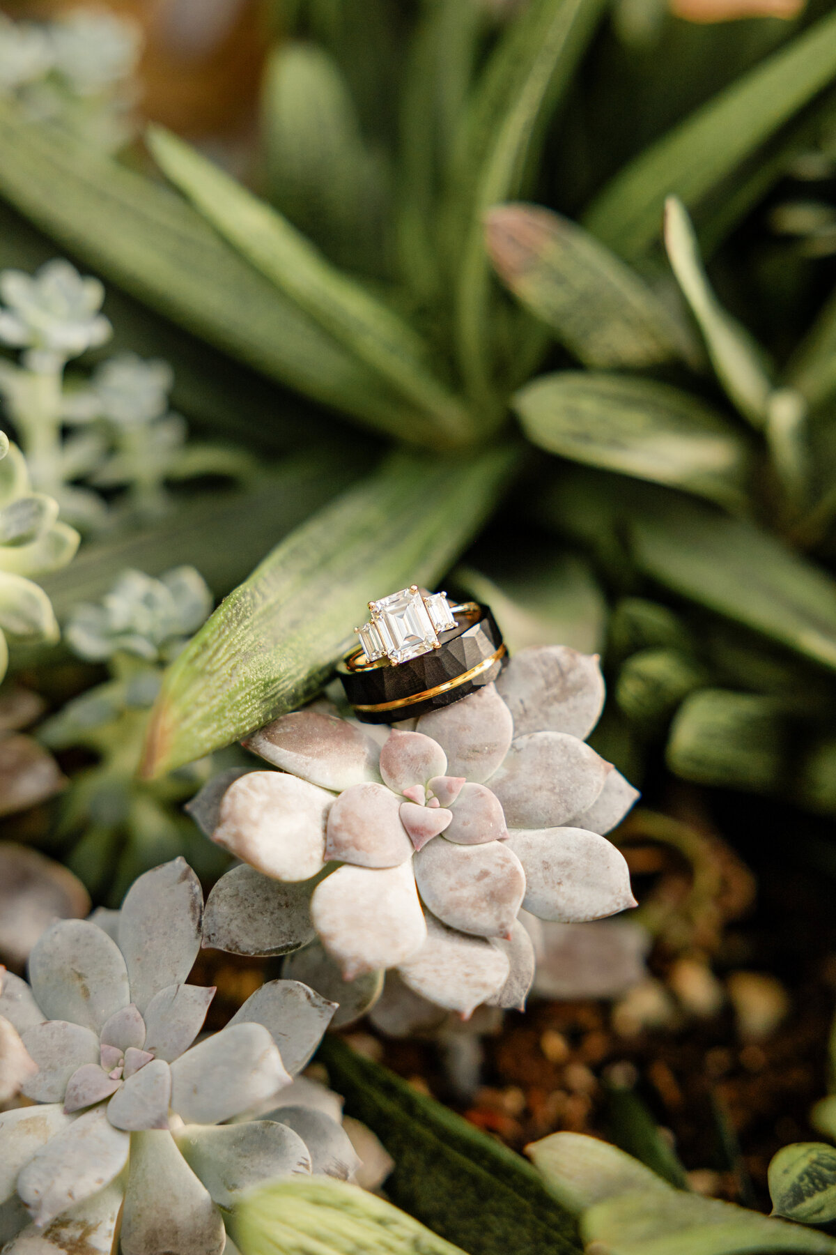 A close-up of the couple’s wedding rings, featuring an emerald-cut diamond and a sleek black band, nestled on a bed of succulents.