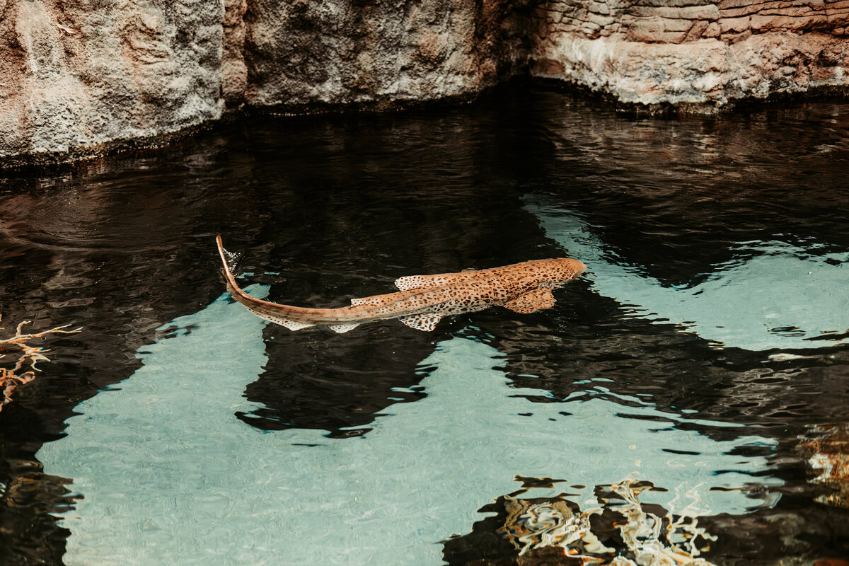 Zebra Shark-3