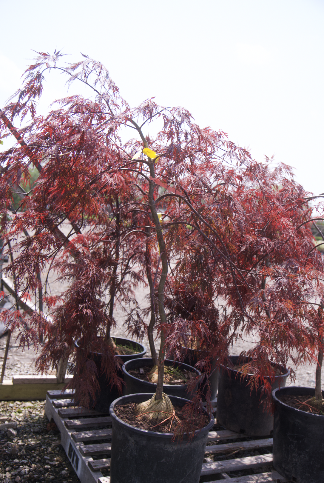 Screenshot 2025-07-21 at 12.20.35 AM