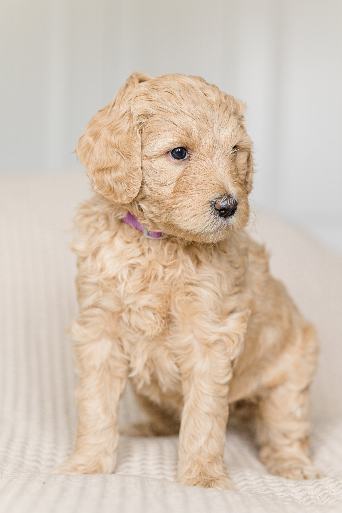 061_Bernedoodles