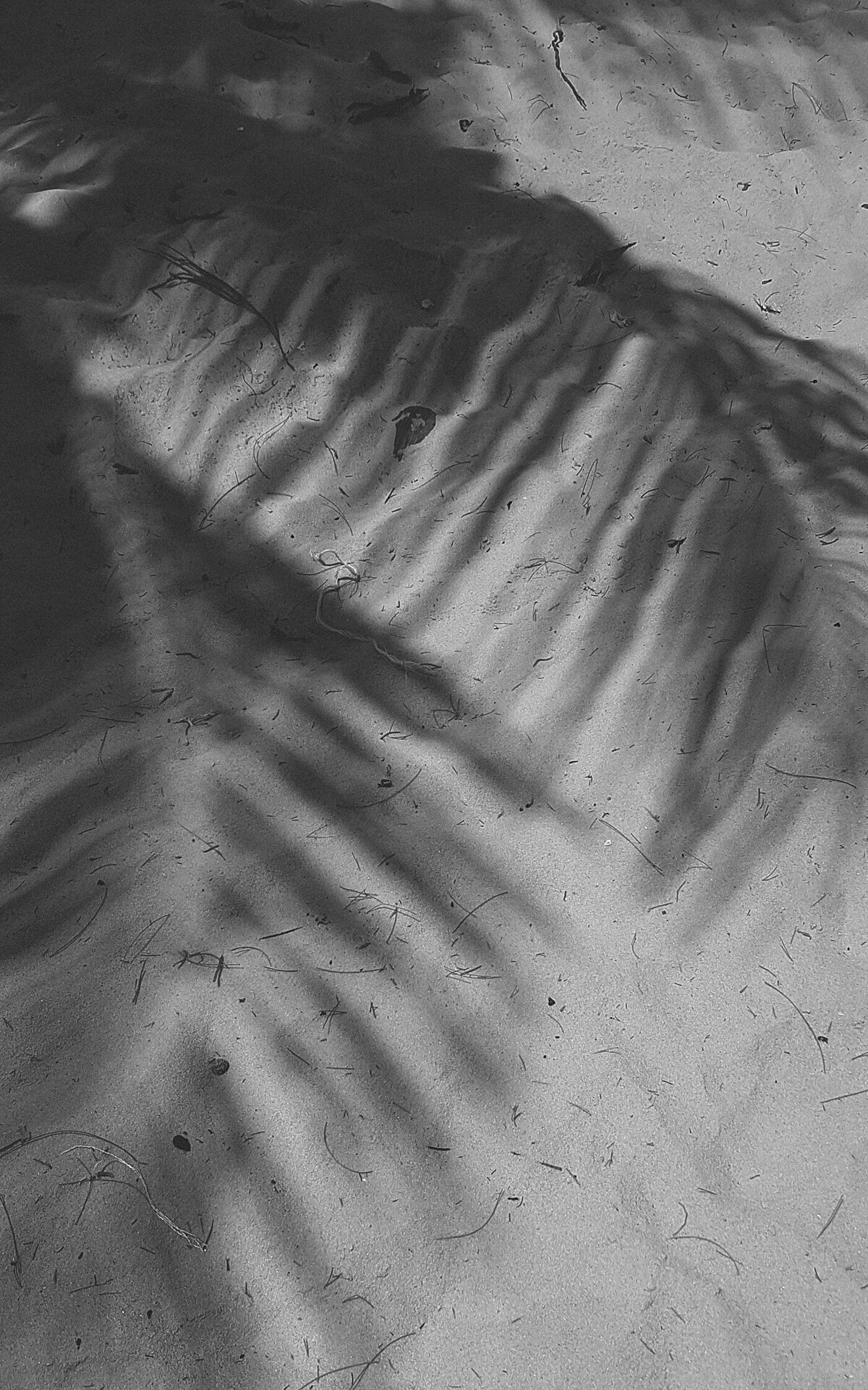 pexels-dorota-semla-17368865