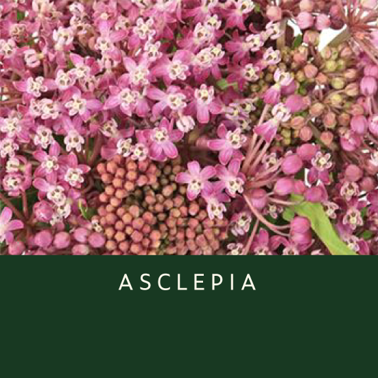 Asclepia