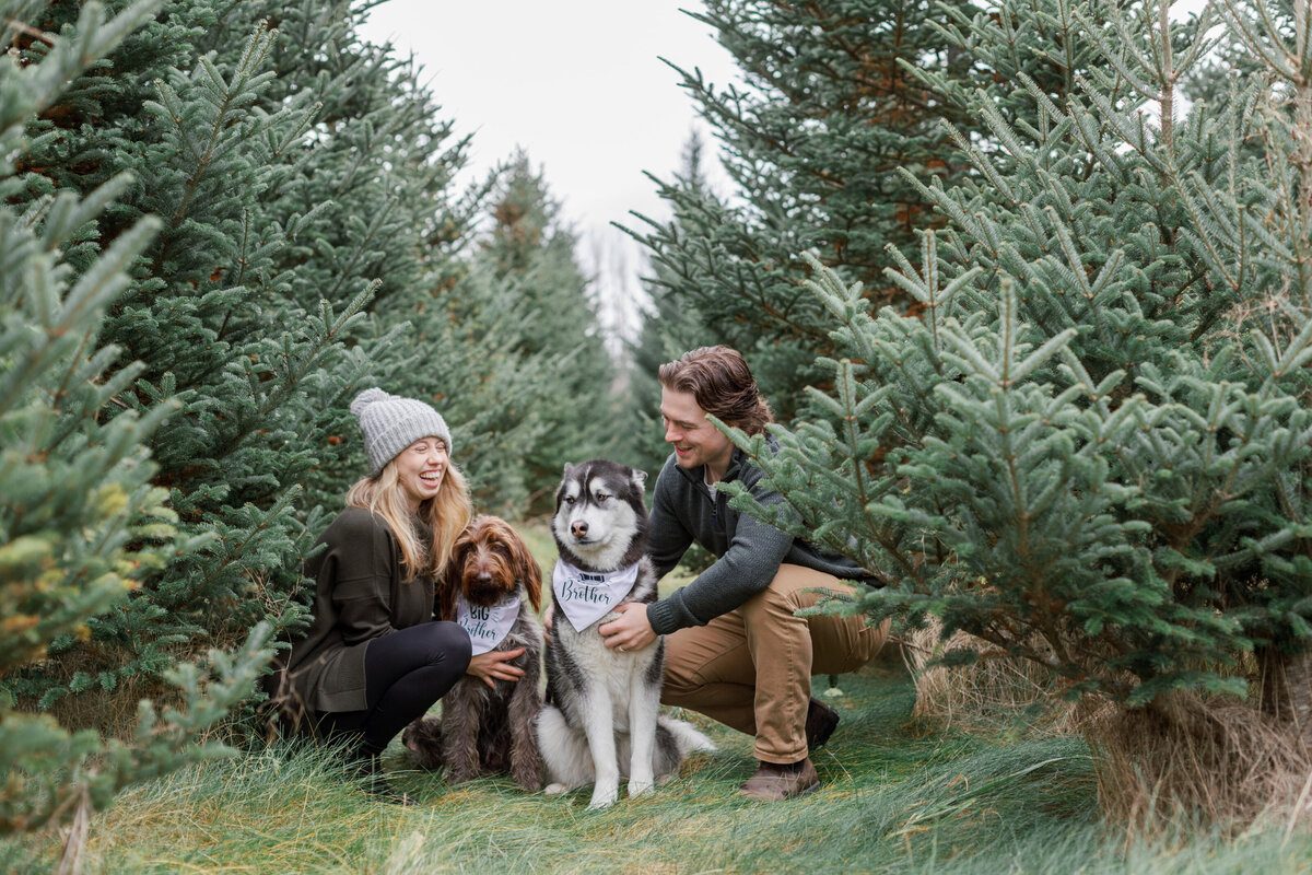 Emilia & Connor Maternity Tree Farm Minis - 35