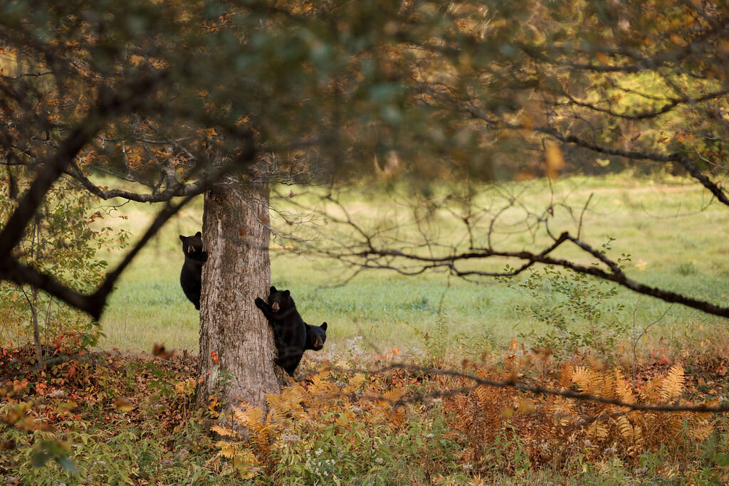 Sarah-Kevin-Gold-Wing-Photography-Vermont-Wedding-Grafton-Inn-Fall-Previews-67