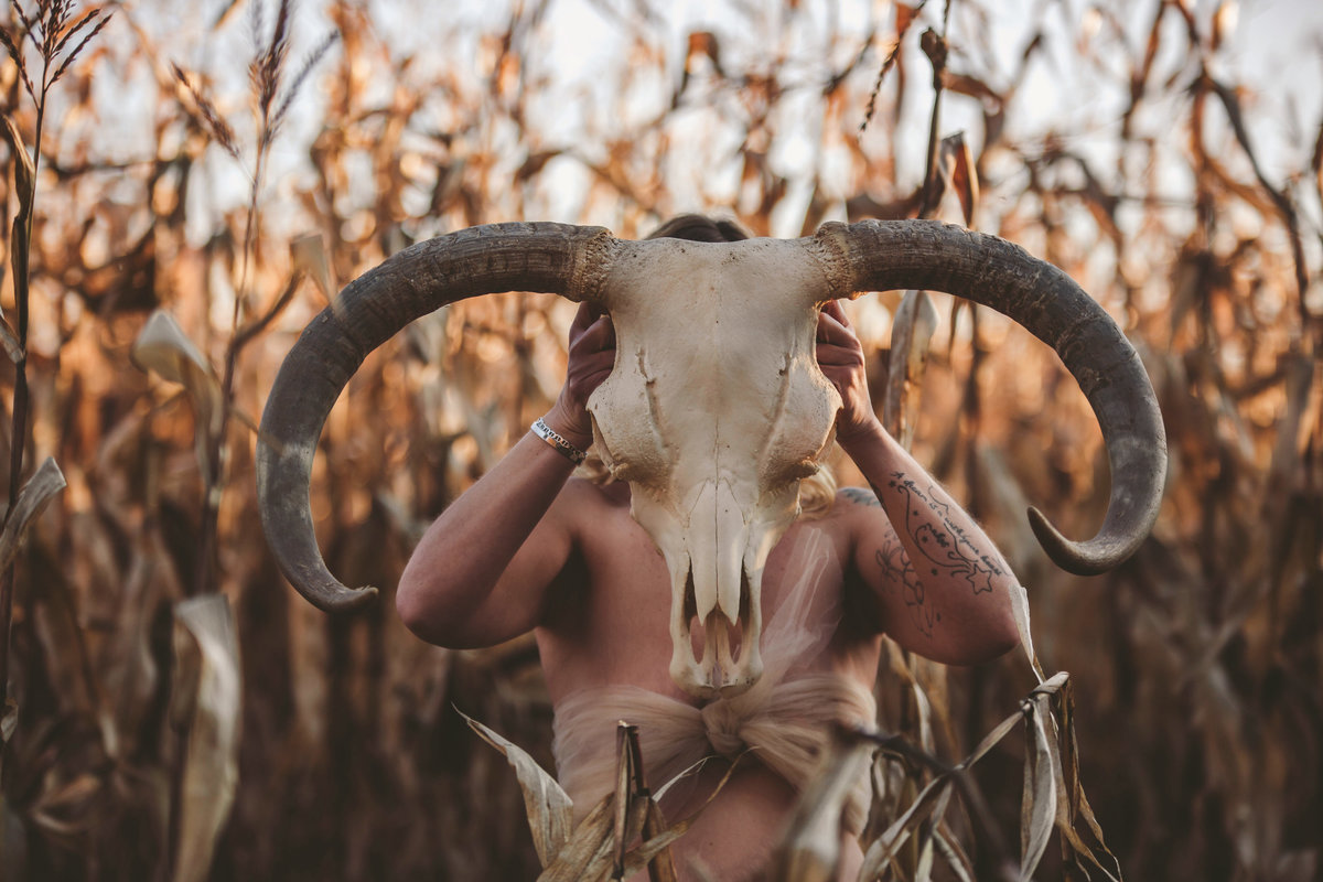cow skull and corn fields