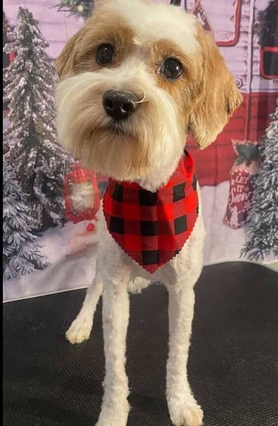 Small Country Mini Doodles Kansas City Cavapoos448628768_486826887204469_2153858727481523011_n