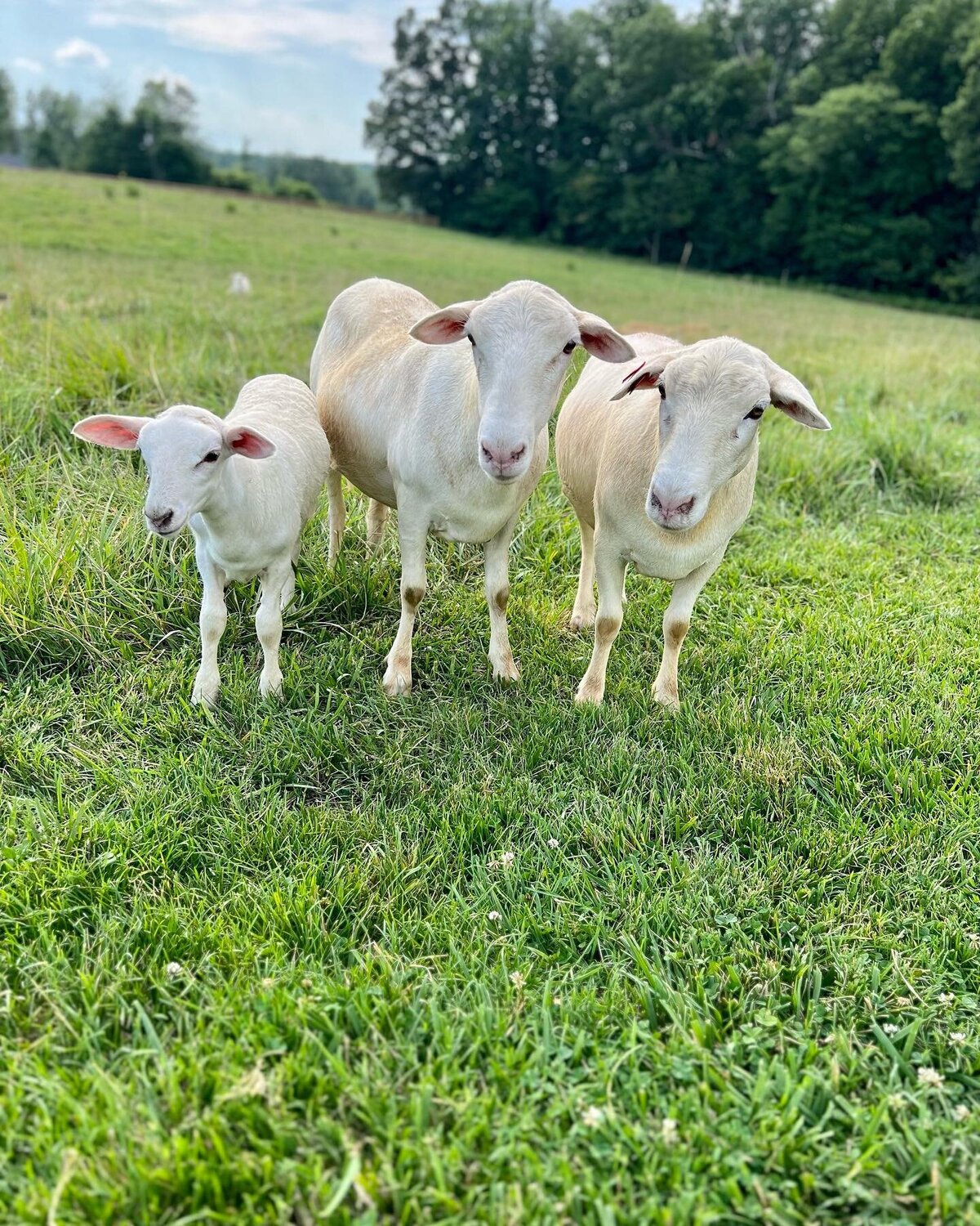 TVIG FARM2