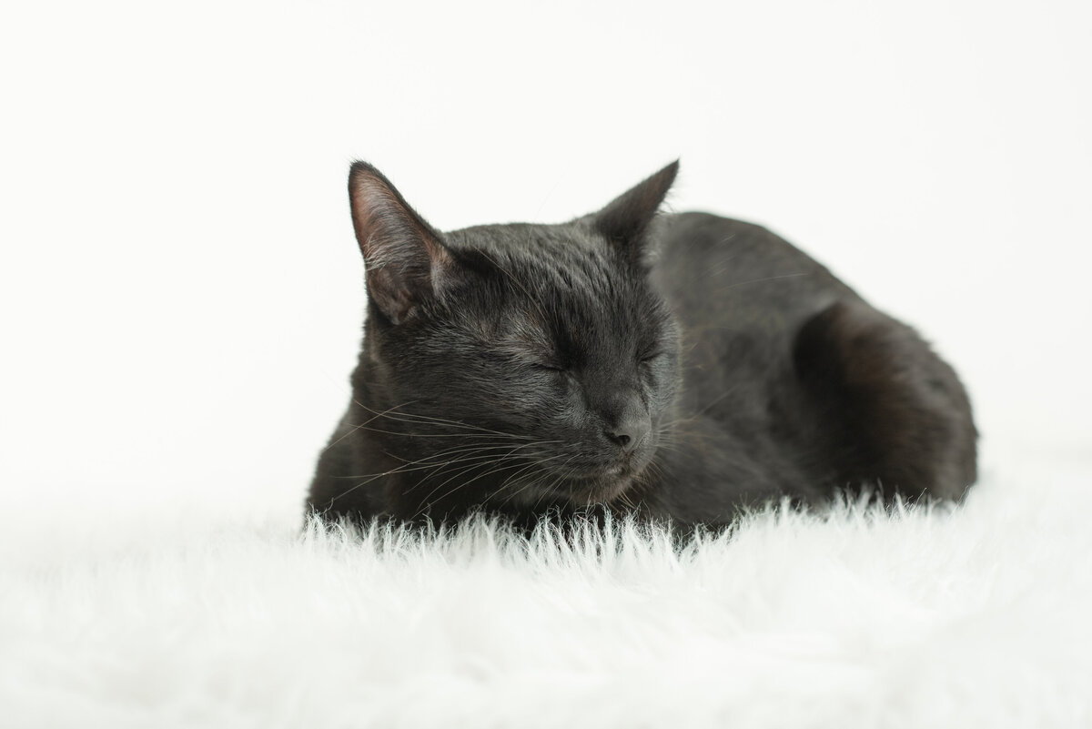 Remy-2
