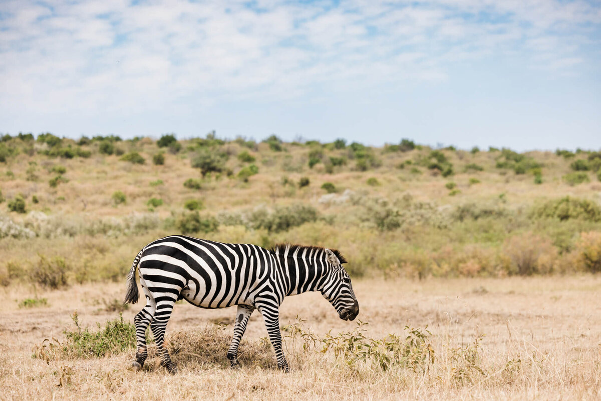 zebra at the Maasai Mara National Reserve in Kenya Africa