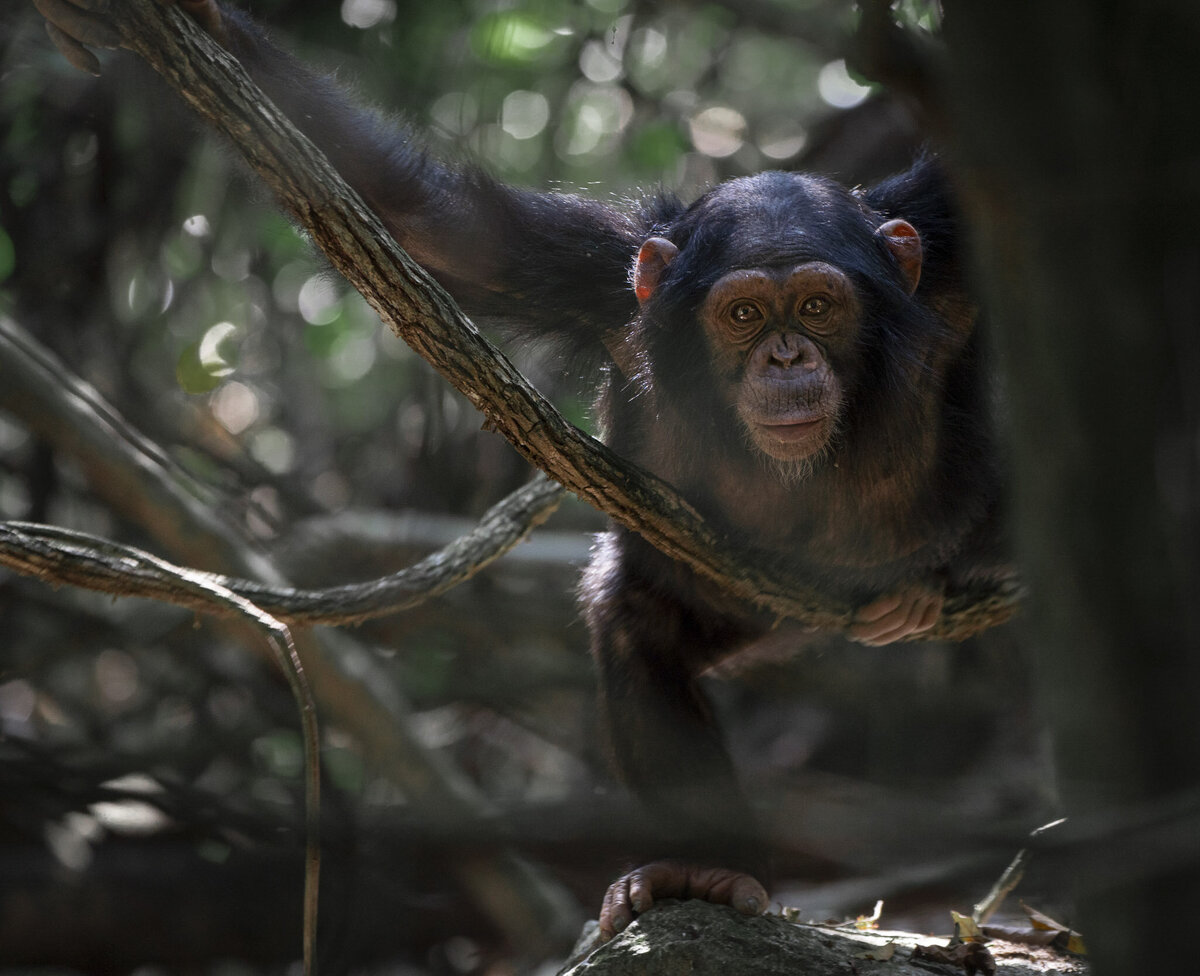 Chimpanzee Trekking on Rubondo Island in Tanzania