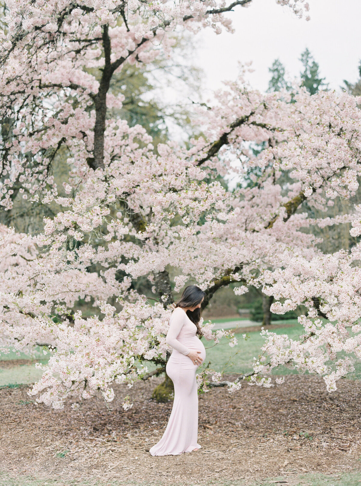 seattle-spring-maternity-photos-cherry-blossom