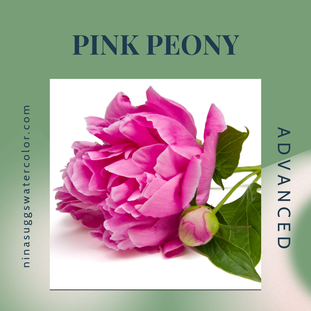 1 Pink Peony
