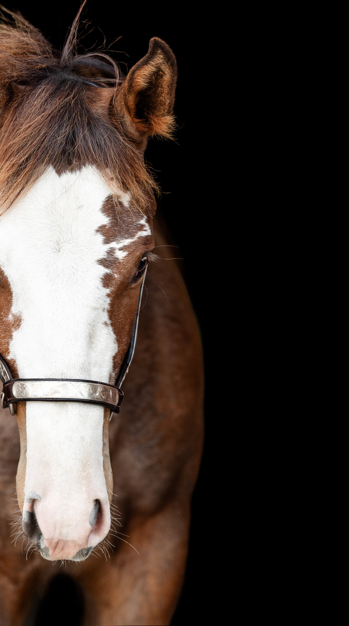 Cute photo of APHA foal taken by professional equine photographer near Jacksonville, FL.