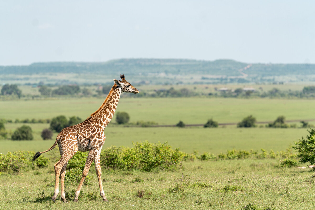 Kenya_Prints-16