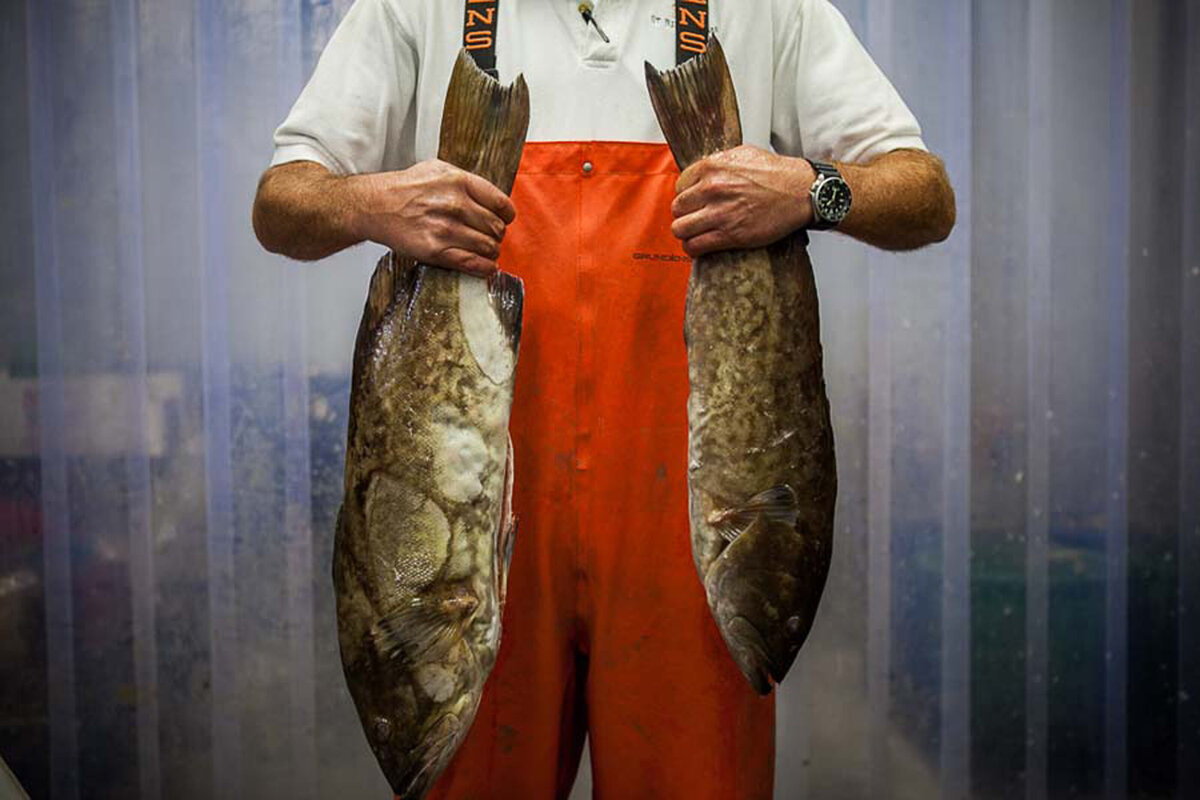 Fish-Munger-Coastal-Offshore-Grouper-Editorial-Photography-Portrait-Bussiness-Branding-Seafood-Sales-Company