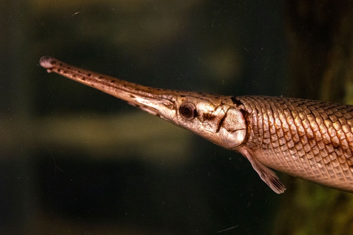 gar-320e0942-2500