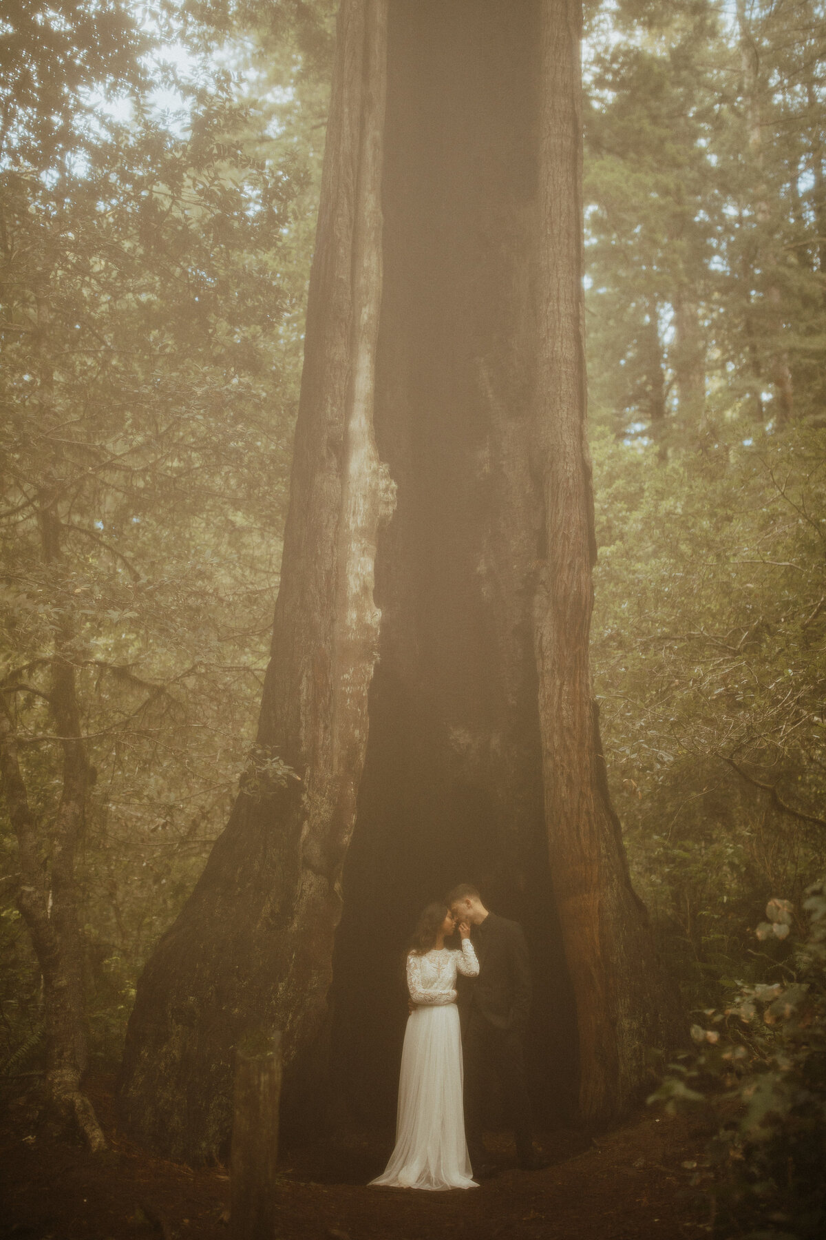 redwoods sneak (32 of 39)