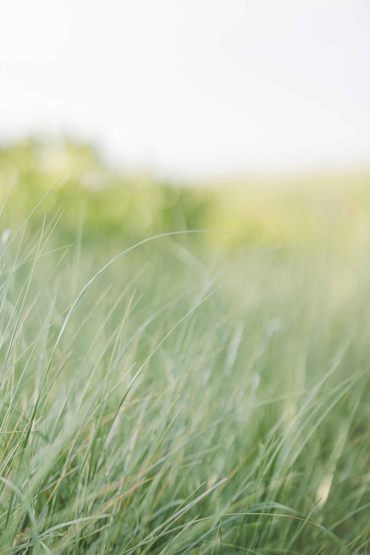 Sea grass at Wingaersheek Beach