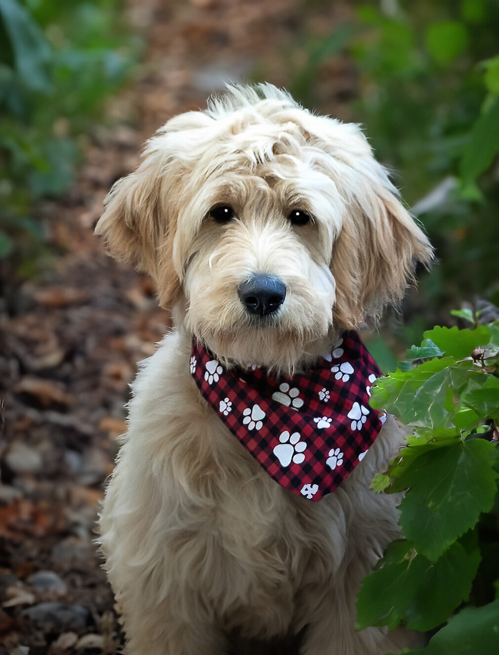 LABRADOODLE DOG POSING IN A NATURE SETTING WITH A  DECORATIVE COLLAR