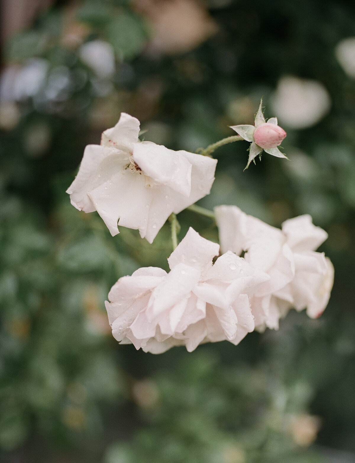 rain on pink roses, Michigan film wedding photographer Christina Harrison
