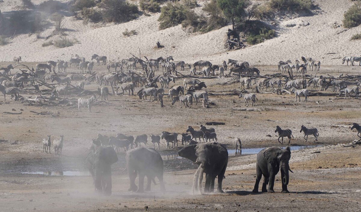 Boteti River & Makgadikgadi Pans National Park Zebra Migration