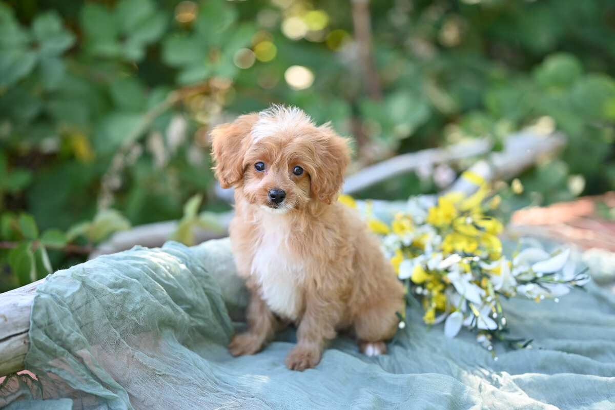 Heavenly Puppies to Love Cavapoo, Cockapoo, and Maltipoo Puppies Photo Jul 24 2025, 5 45 44 PM312
