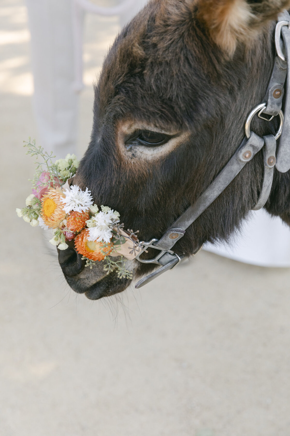 PERRUCCIPHOTO_CARMEL_VALLEY_RANCH_WEDDING_141