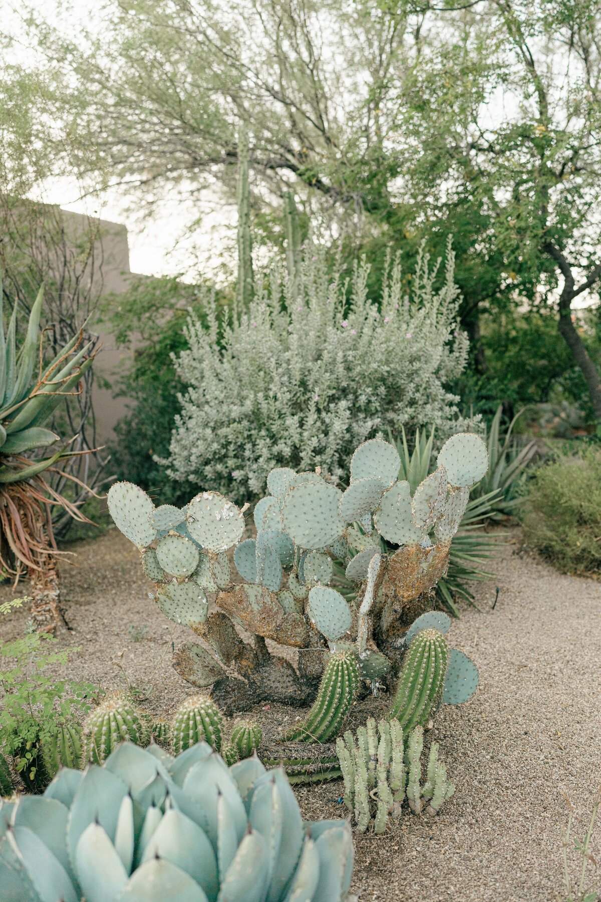 Arizona Wedding Photographer 131