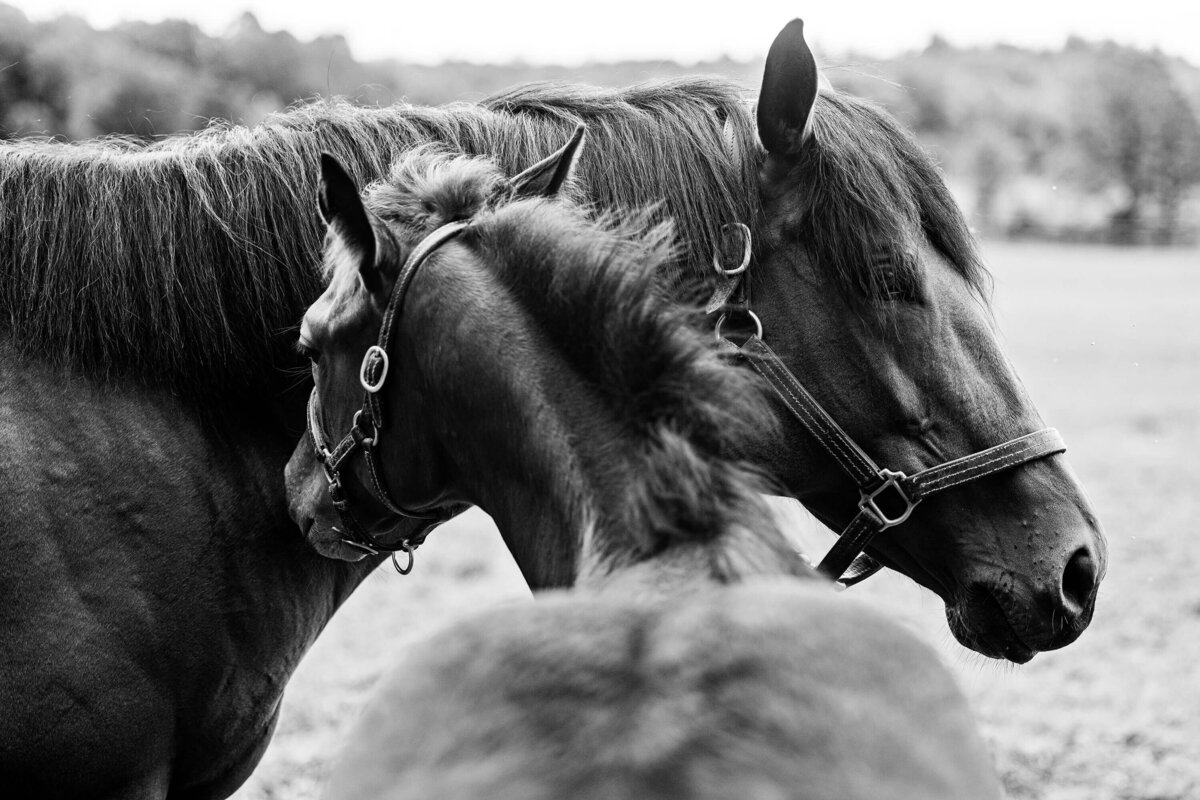 thoroughbred-horse-photography-saratoga-ny-1