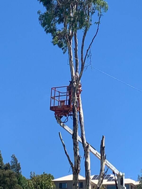 Evergreen Tree Services SA-HighClimbs003