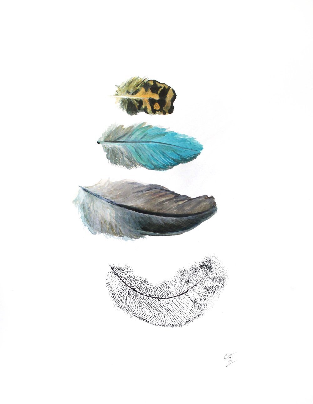 CCC_Murmure_Pluma Variis