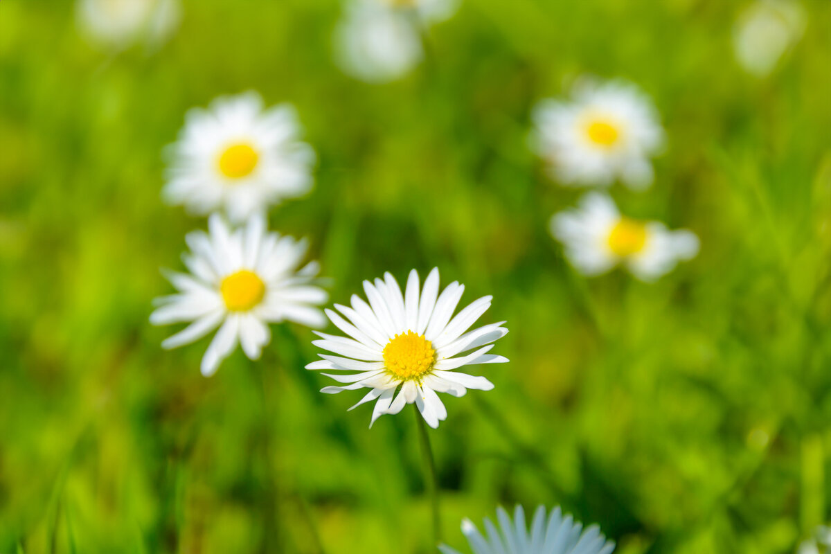 editedflowerphoto