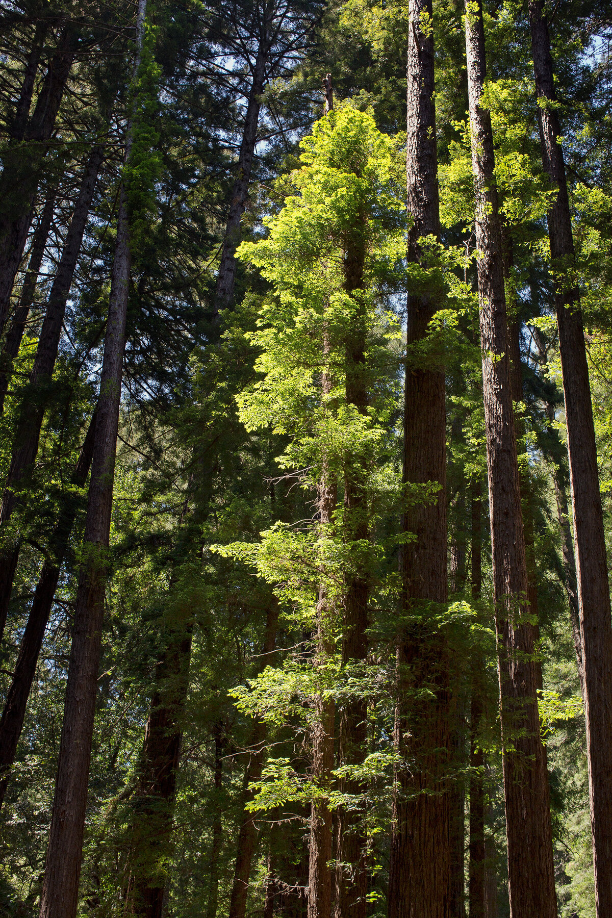 20150601_MENDOCINO_0052_01