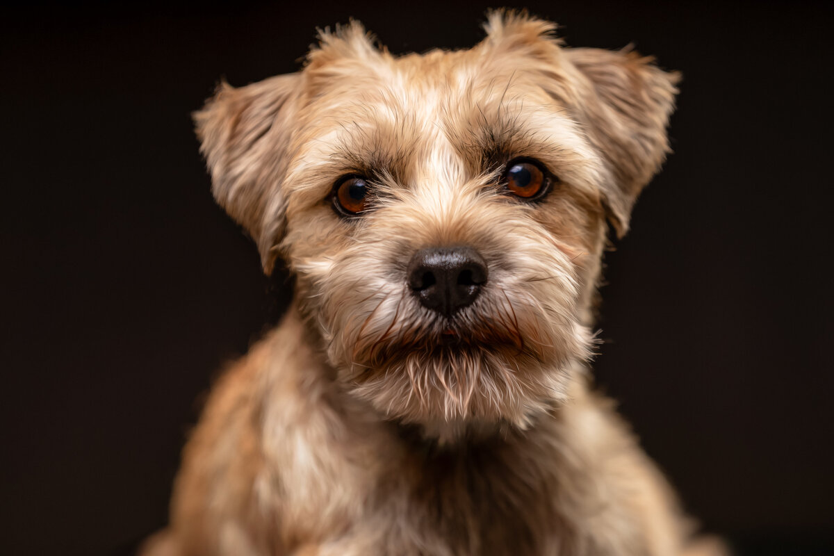 seattle-pet-photographer-3