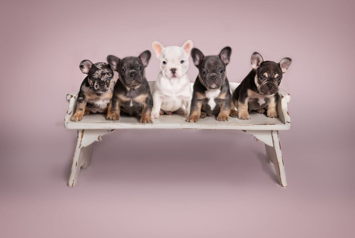 lilla-bordas-portraits-tampa-DOG-photographer1398_1