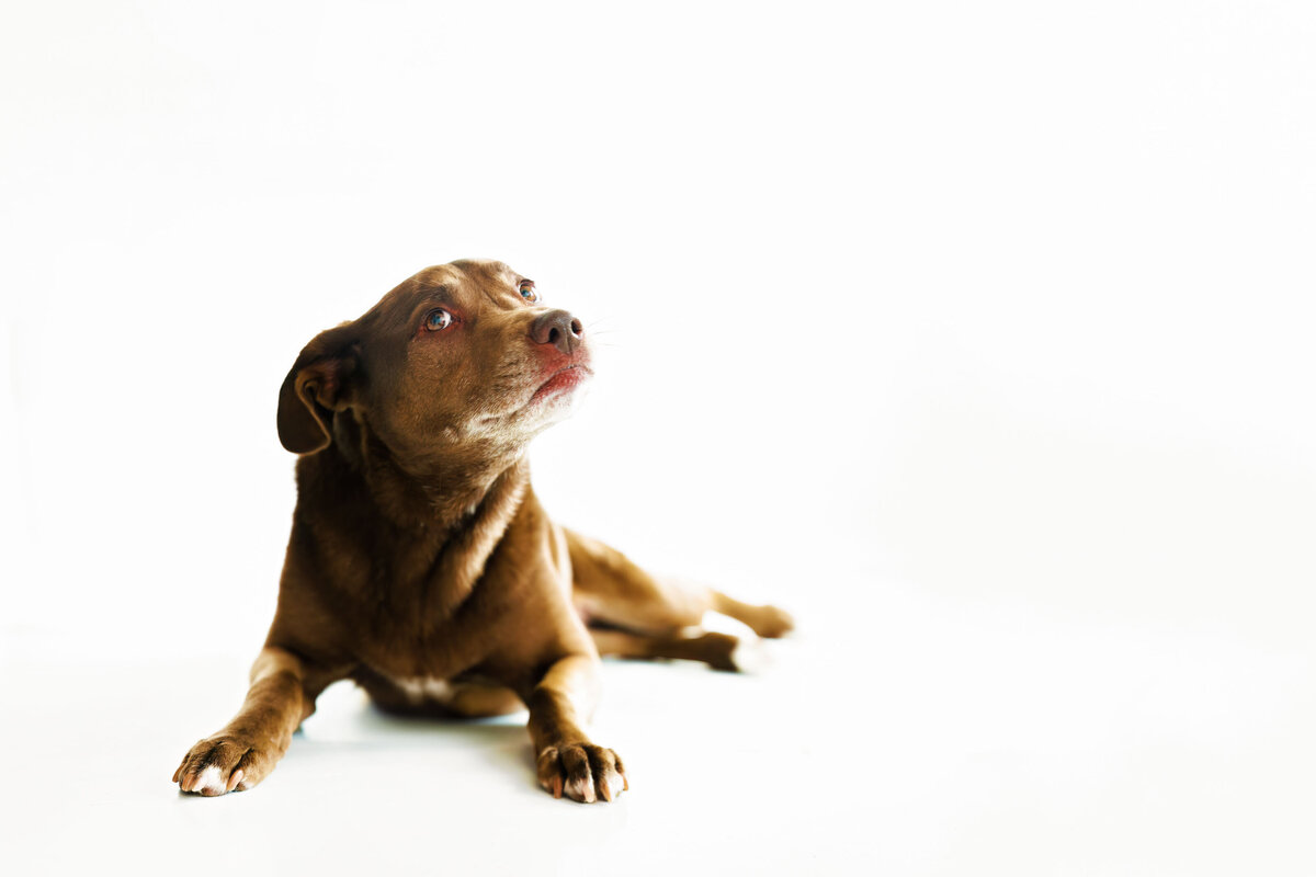 Pet Photographer Grand Junction -  384