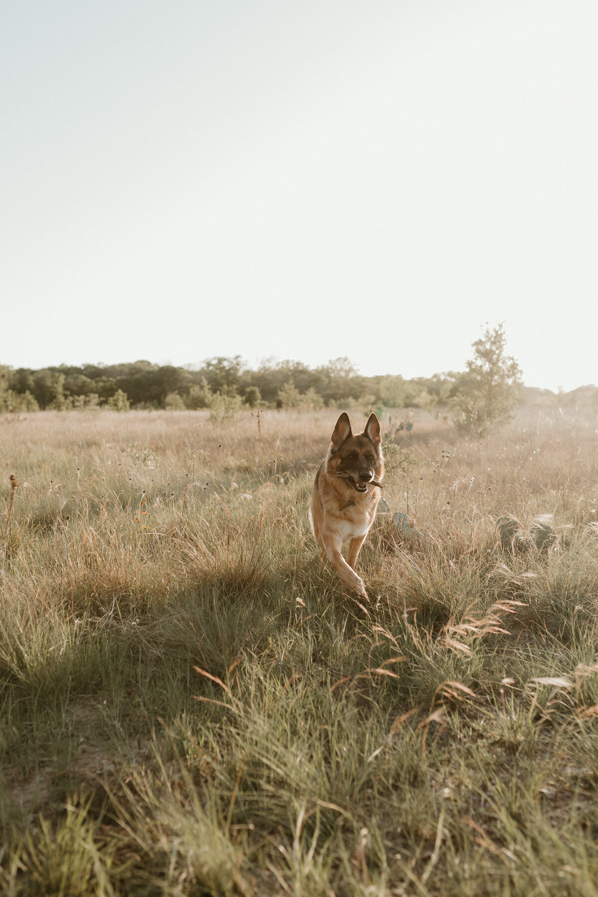 Georgetown Pet Photographer
