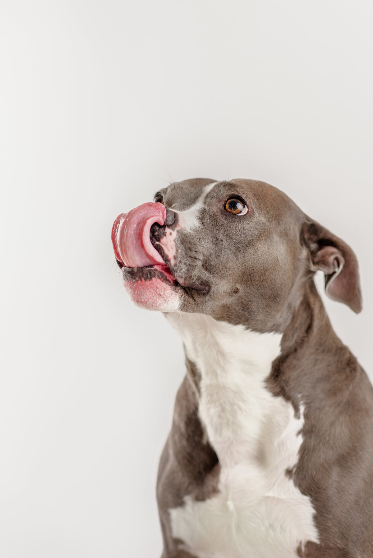 dog iin studio-1