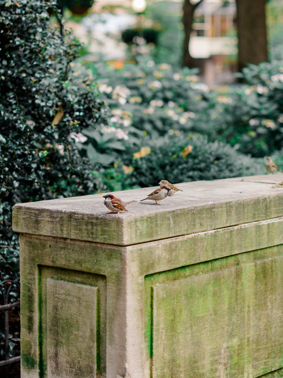 A group of small birds perches on a weathered stone pedestal in Rittenhouse Square, surrounded by lush greenery and soft floral accents. The scene captures a quiet, timeless moment in the heart of Philadelphia, photographed by Elizabeth Kane Photography, a Luxury Philadelphia Wedding Photographer.