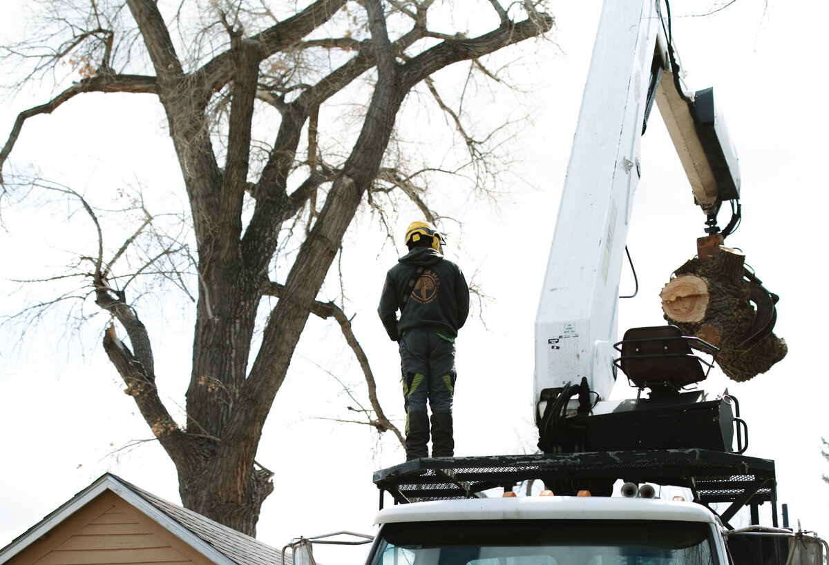 emergency-tree-service-hill-city-south-dakota