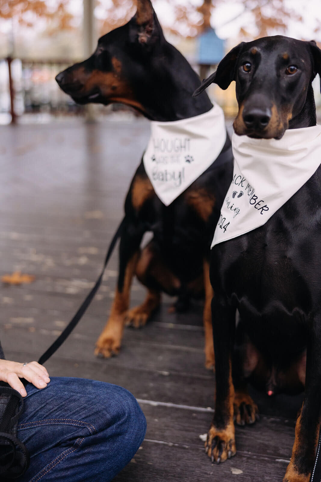Two dogs wearing neckscarves for  pregnancy announcement photos in Finger Lakes, NY