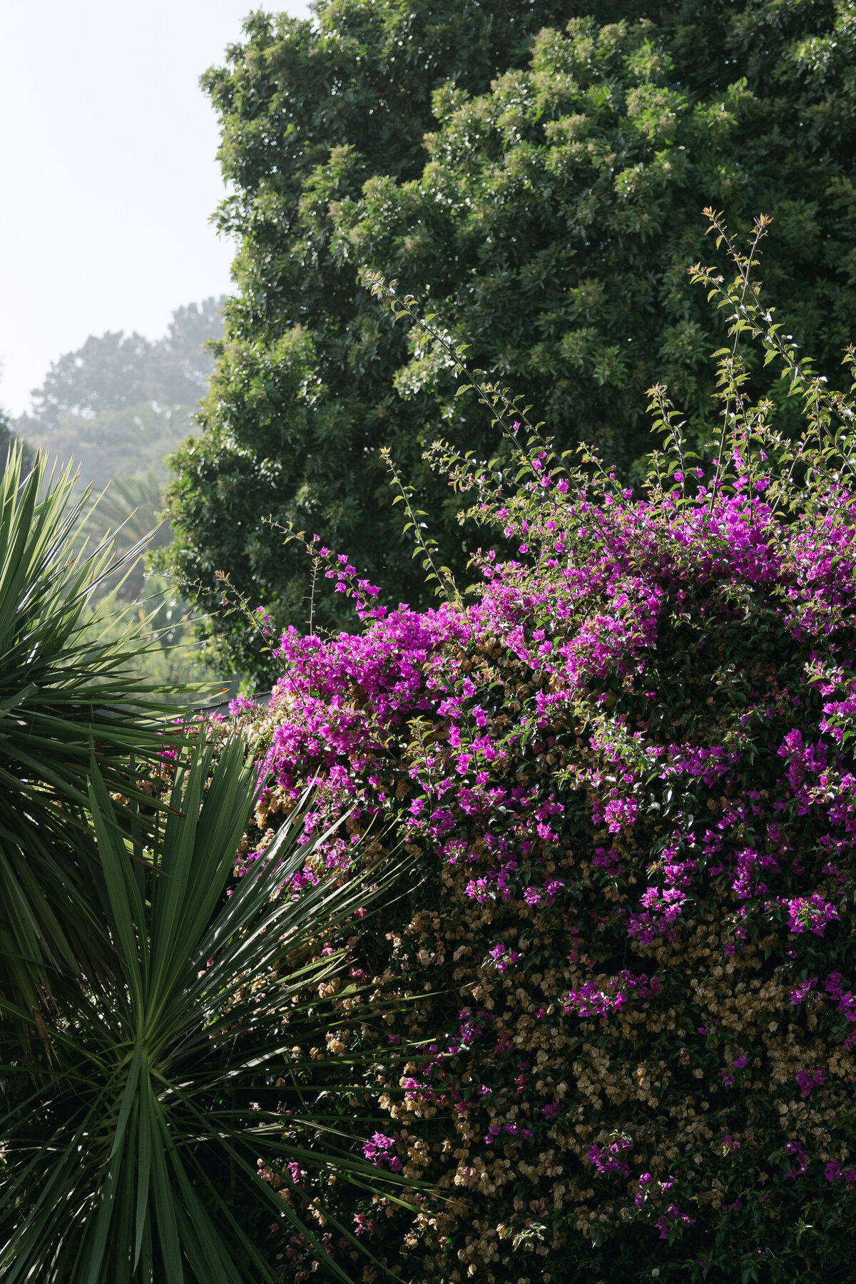Lush florals outside a La Jolla wedding venue, showcasing the vibrant beauty of the surroundings in Southern California.
