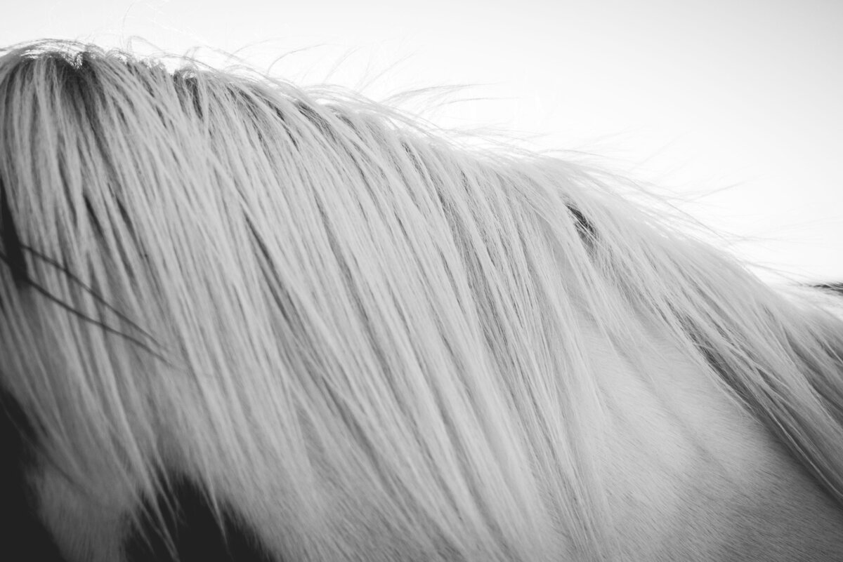 black and white horse mane