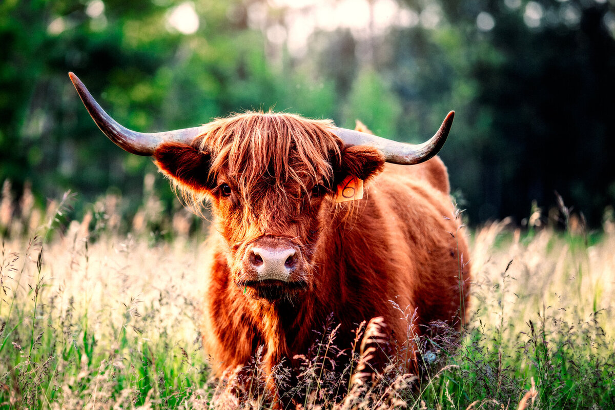 483624405-kelsey-s-cows-6446-edit-2