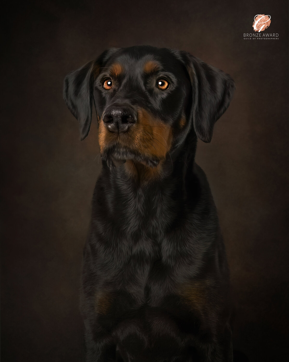 Capturing the profound, soul-stirring gaze of a magnificent Rottweiler, this exquisite art portrait, named “A Soulful Canine Portrait,” beautifully portrays this esteemed breed’s quiet strength and dignity. Crafted by the renowned Vancouver-based pet photographer, Pets through the Lens Photography, this image clinched a Bronze Award from the Guild of Photographers. The opulent, painterly backdrop and nuanced lighting accentuate the dog’s expressive eyes and lustrous coat, elevating the portrait to a masterful work of art. For those pursuing award-winning, fine art pet photography in Vancouver, Pets through the Lens delivers timeless and sophisticated portraits that honour the individuality of every cherished pet.