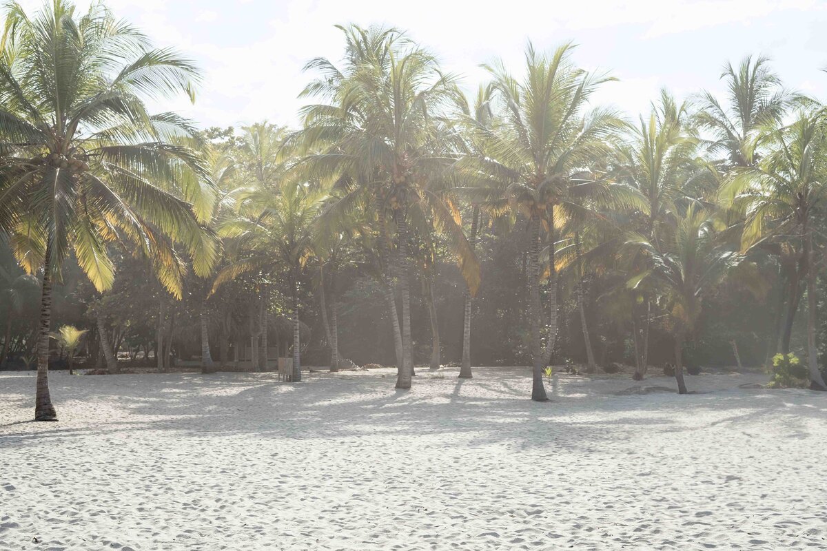 Landscape palm trees Santa Marta Colombia