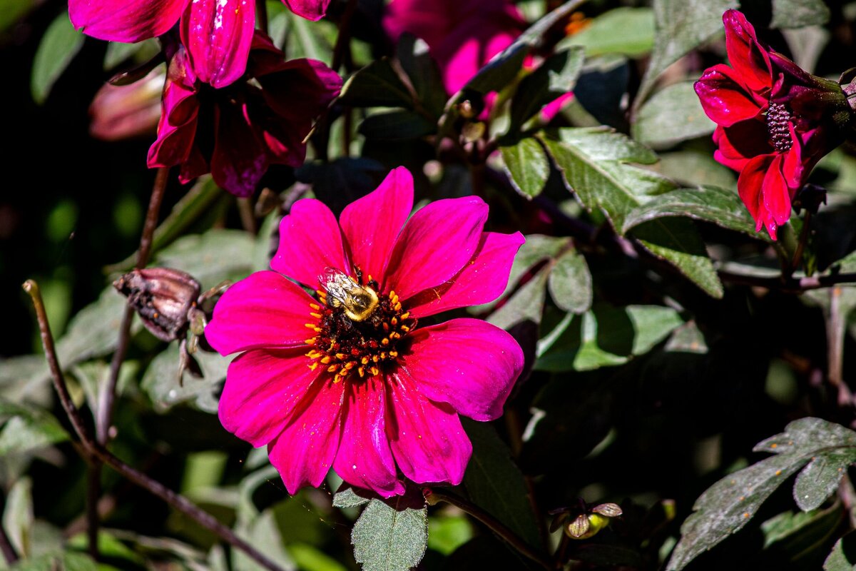 bee-pink-flower-438e7a2a-2500